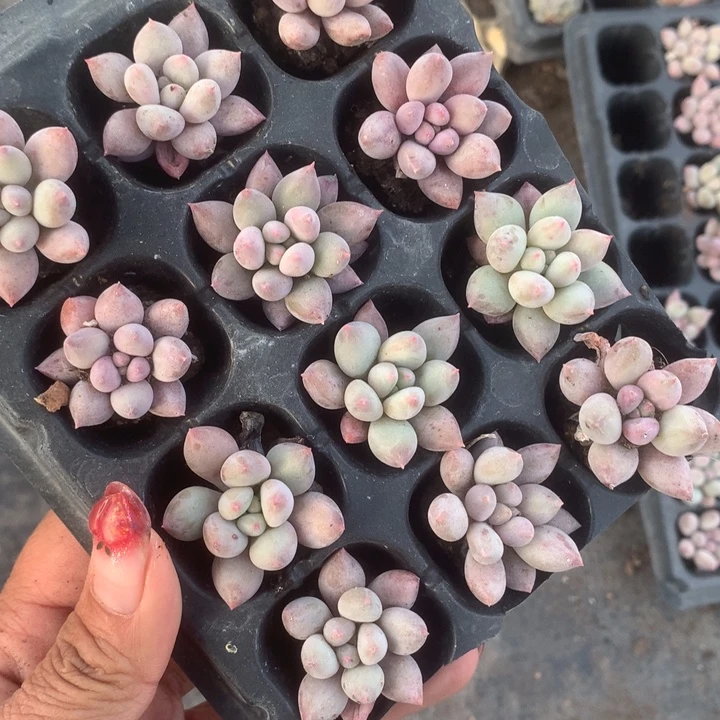 所罗门10颗。（满9.99包邮不满9.99发叶子）