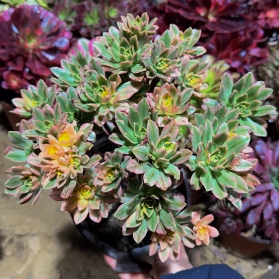 甜茶法师9.9多肉植物