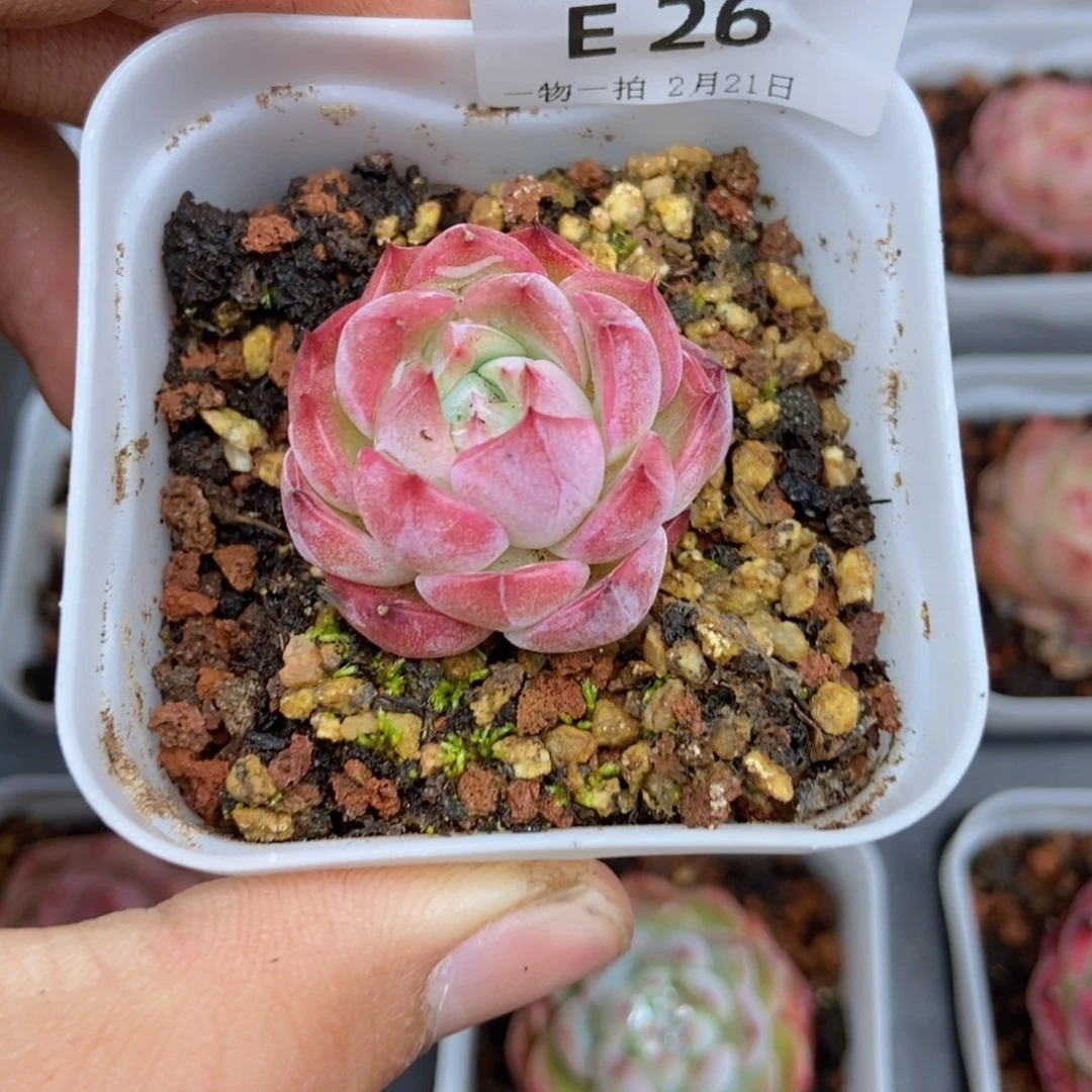 春泥家框拍链接E26