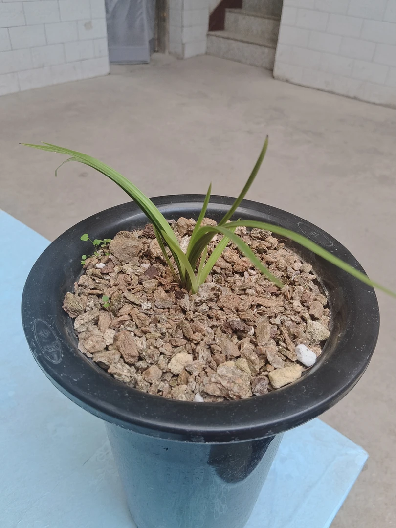 人工种植兰花盆景