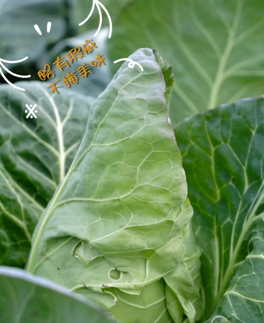 威宁高山牛心甘菜