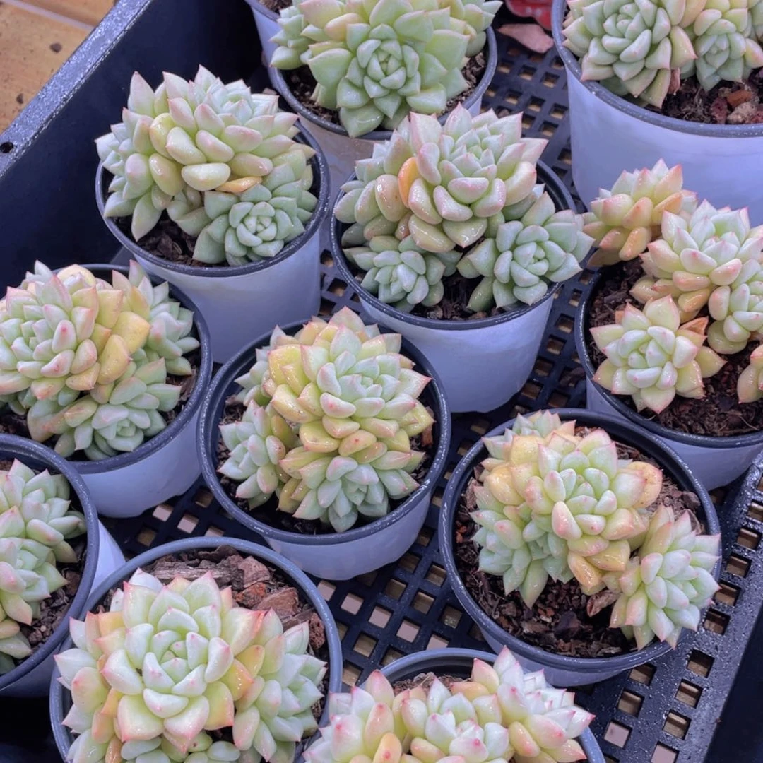 量拍41号 黄金象牙大群生一个