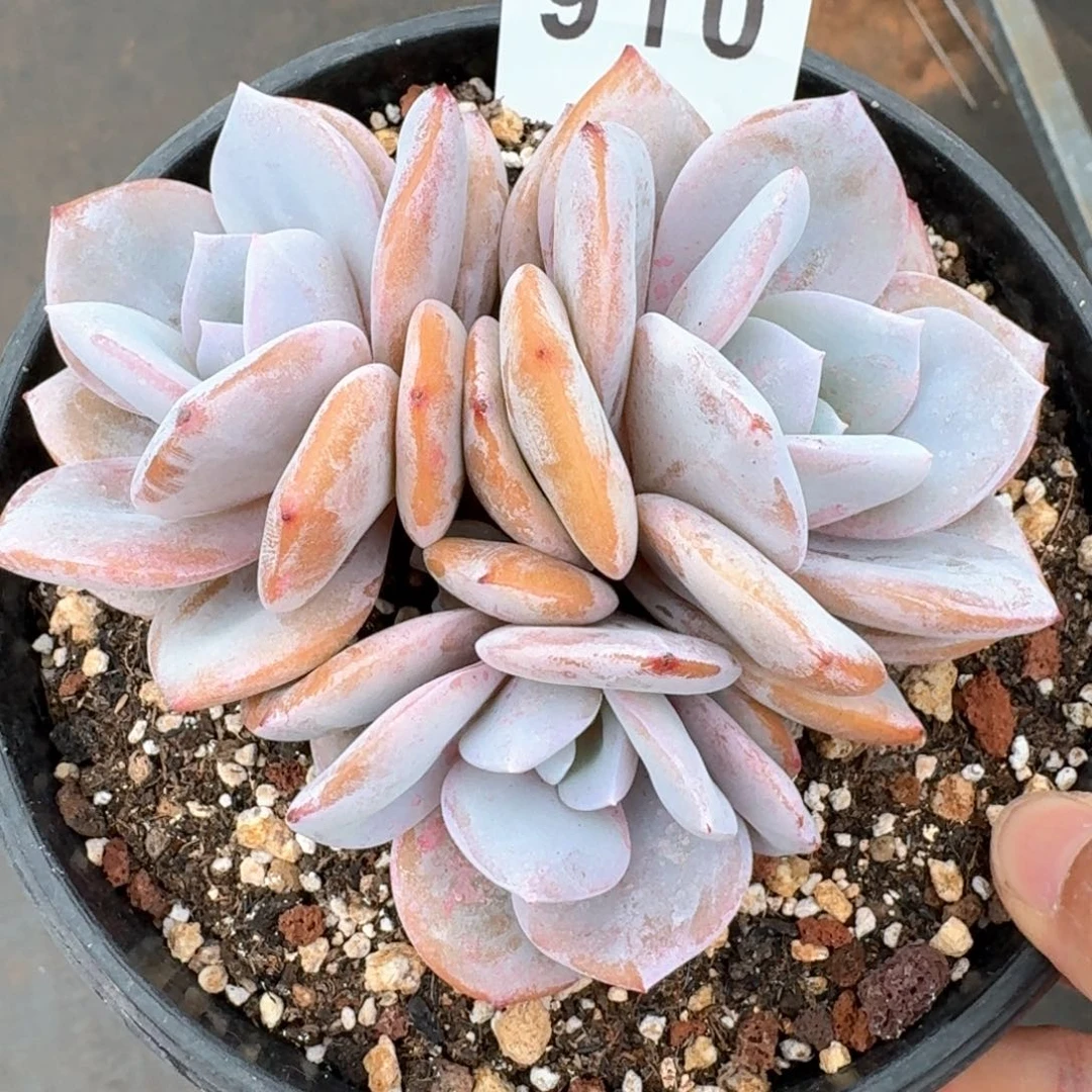 奶茶三头         多肉植物