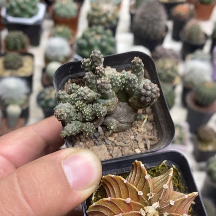 肋骨足球2颗特价福利