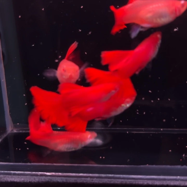 孔雀鱼红玫瑰白子3对
