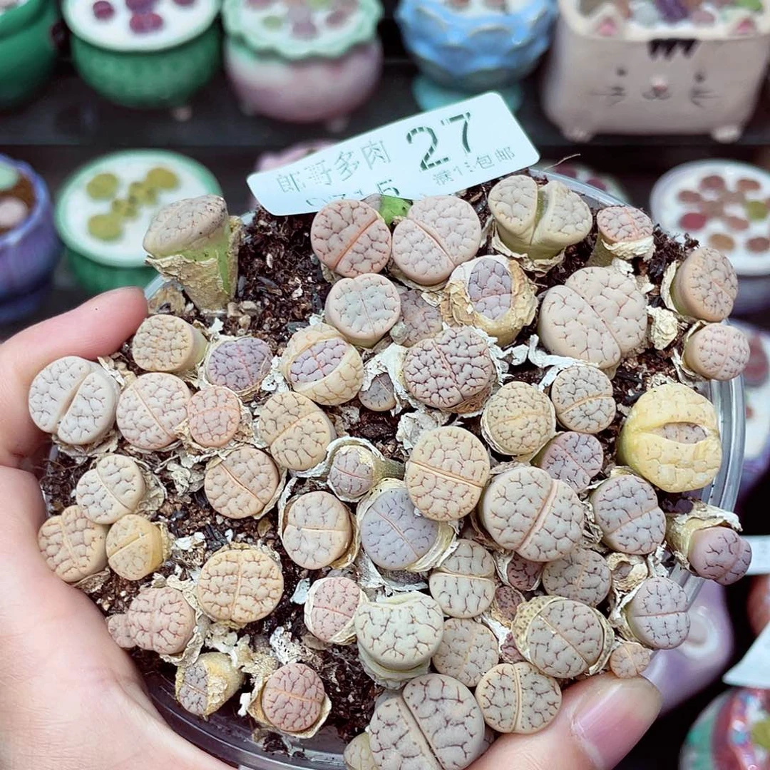 生石花18包邮0715-27