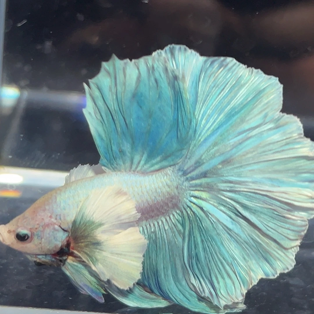 斗鱼15号巨耳Tiffany绿