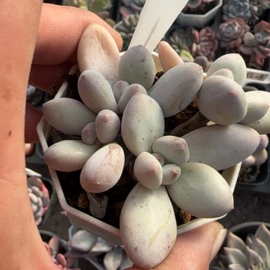 34香水多肉植物多