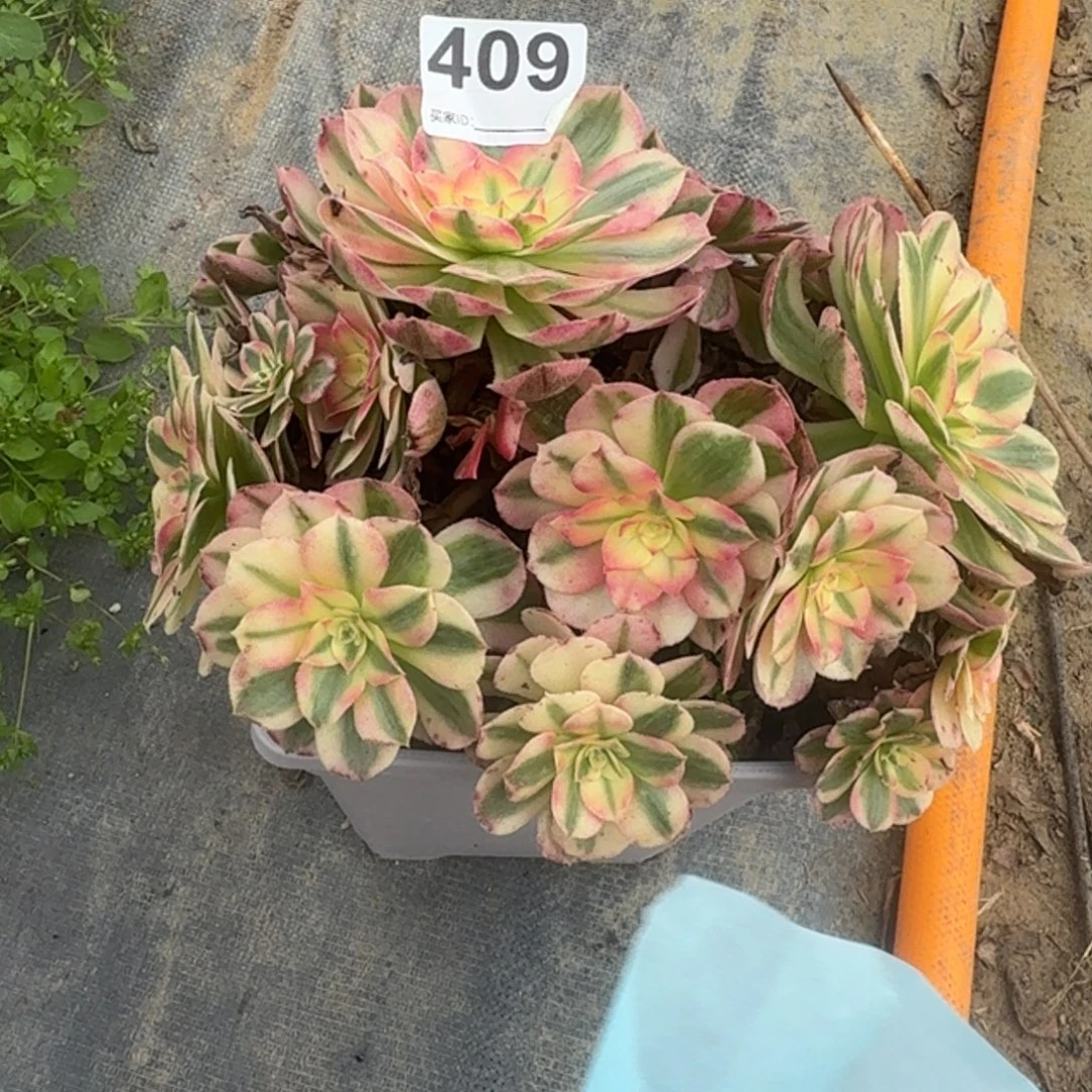 倾城多肉植物老庄409