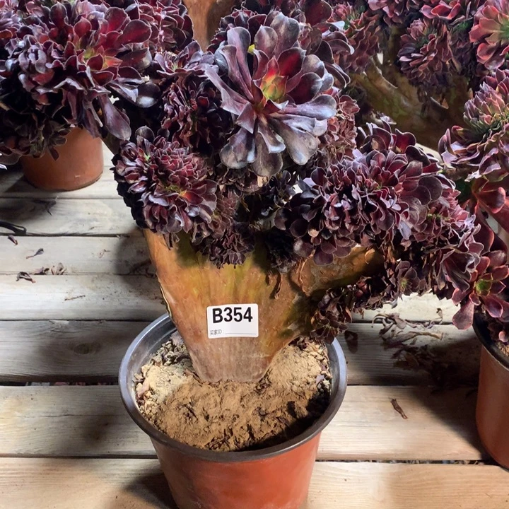 354晚霞缀多肉法师