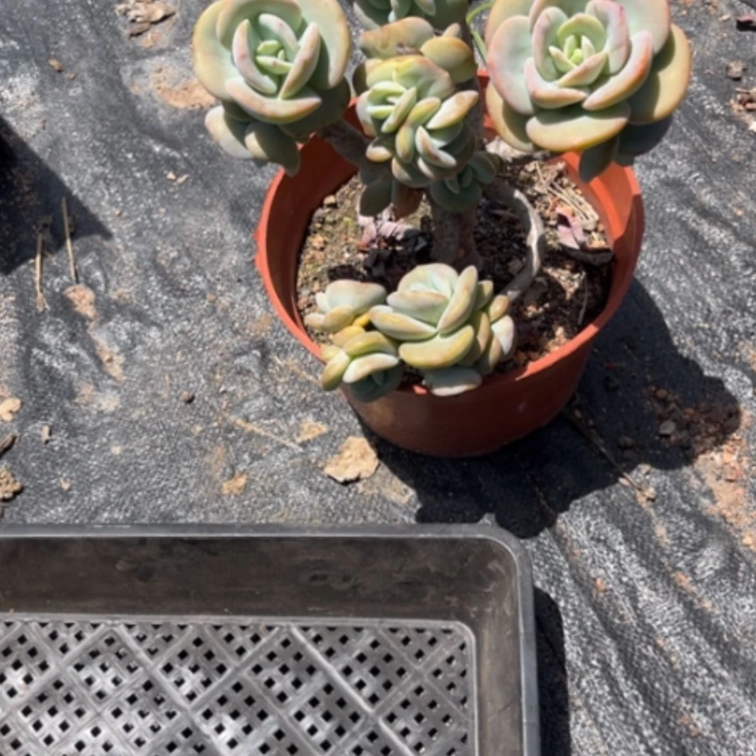 【闪购商品】用****0凤