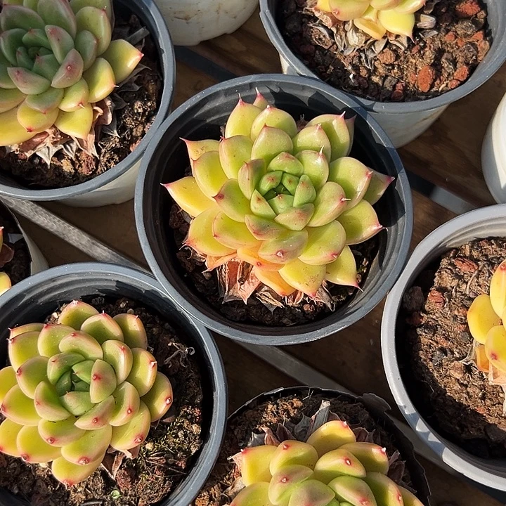 单头       春春珍妮