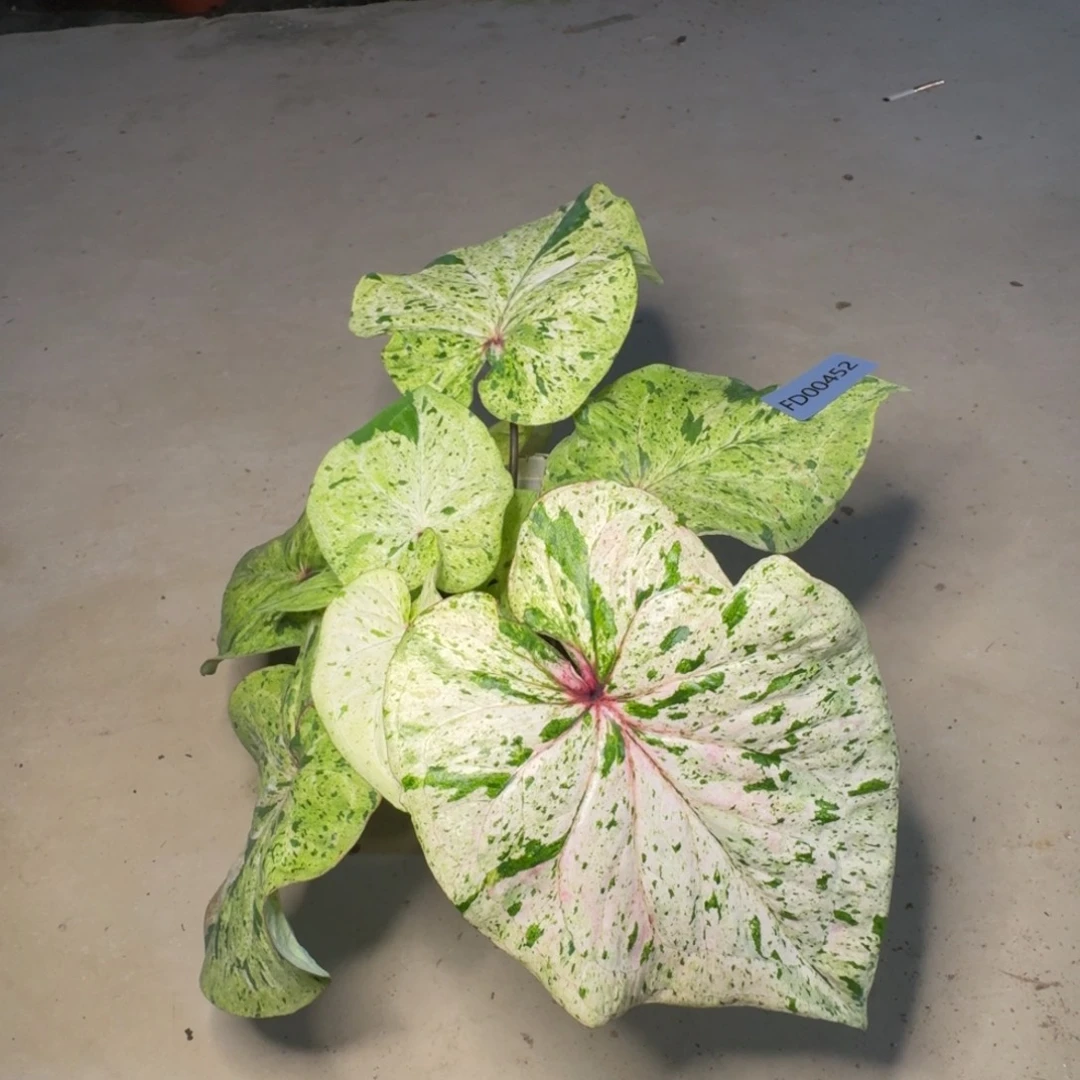 无花朵木子专拍———