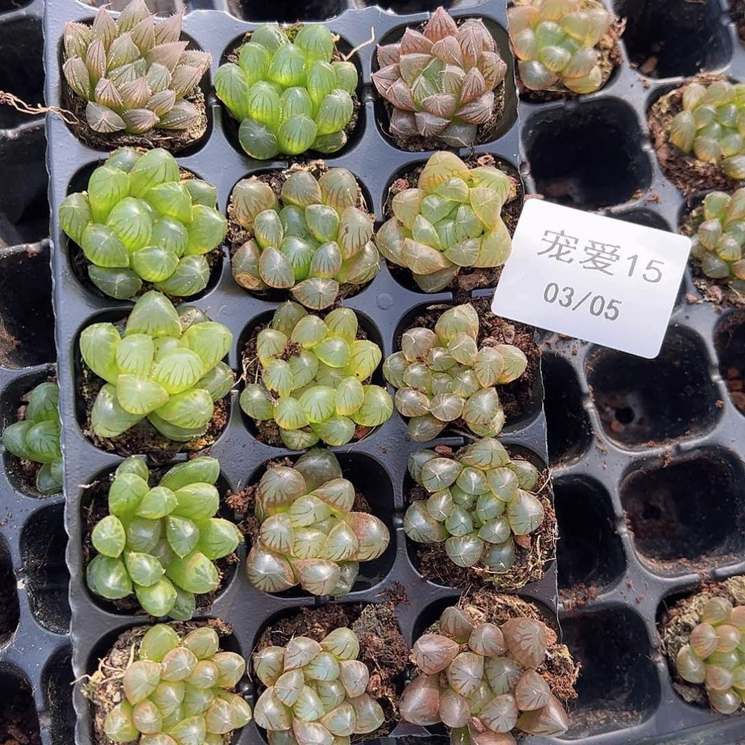 直播福利一物一拍15