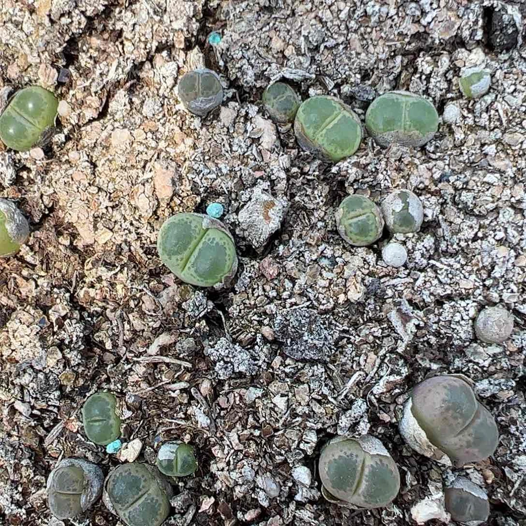 0000量拍Q1风铃1颗莉迪亚小雀斑MG1810.26