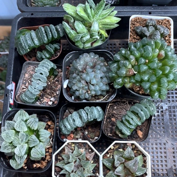 11颗组合多肉植物