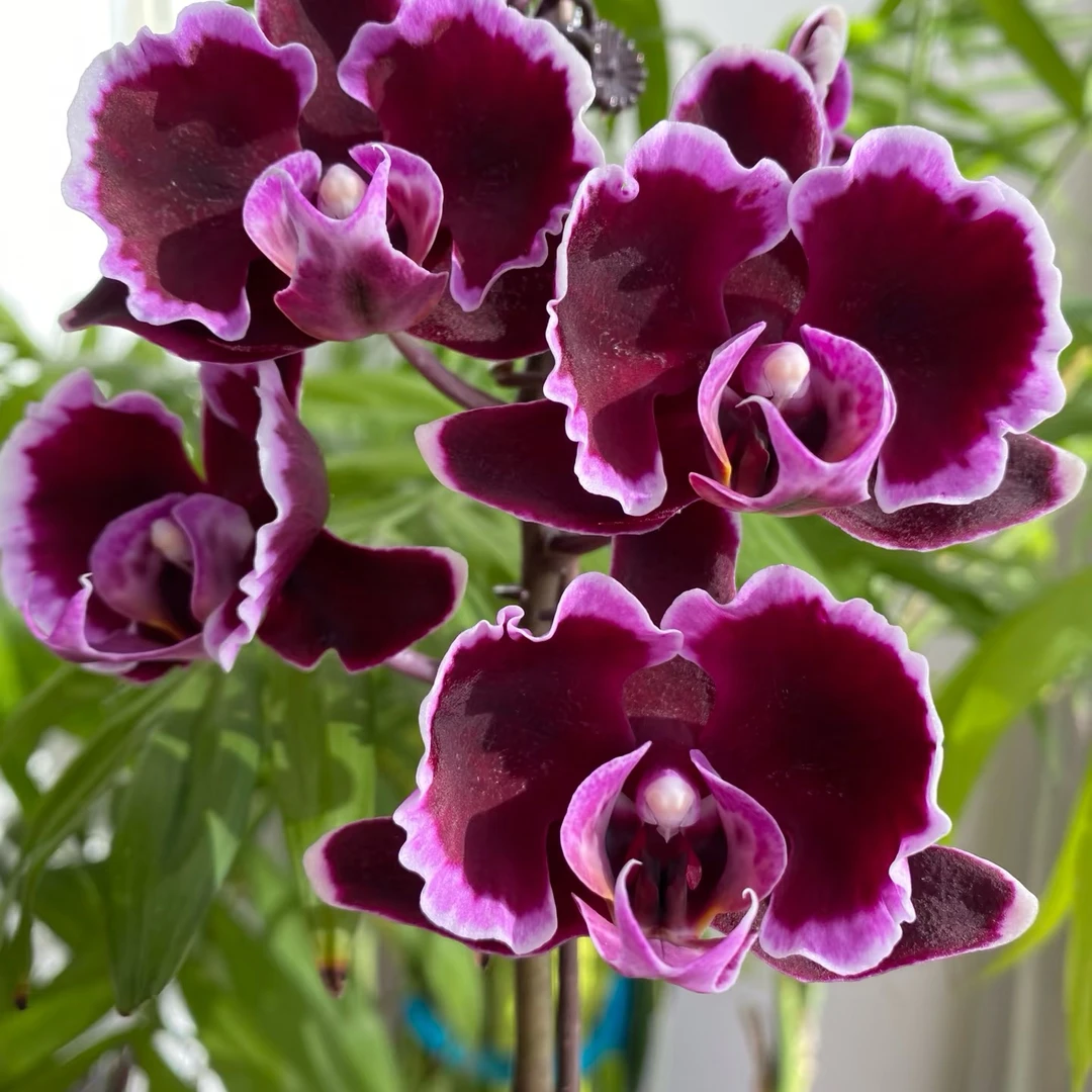 拉丁舞群蝴蝶兰直播间专属链接赠专用营养液