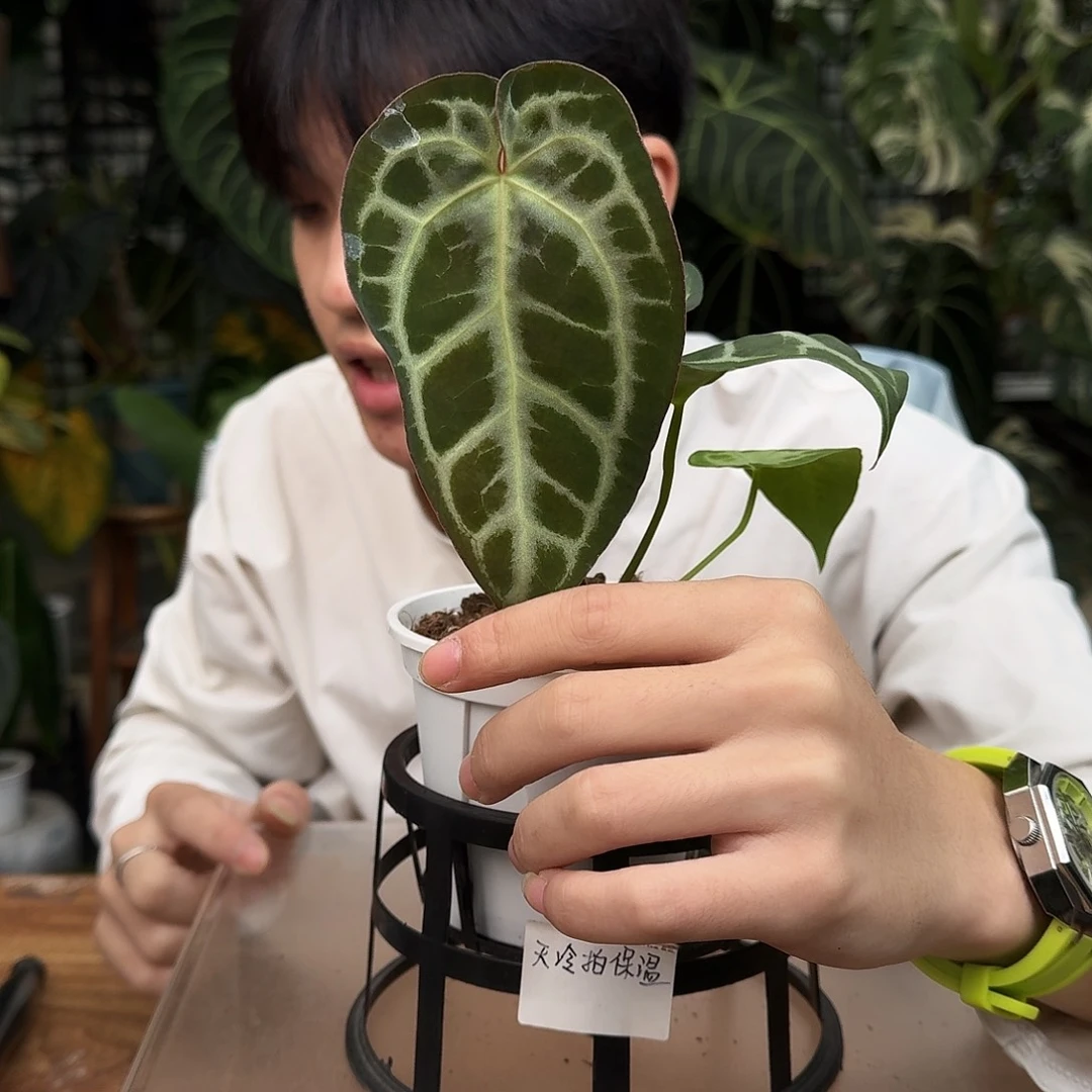 完全开放V194skg灰杂银骑士