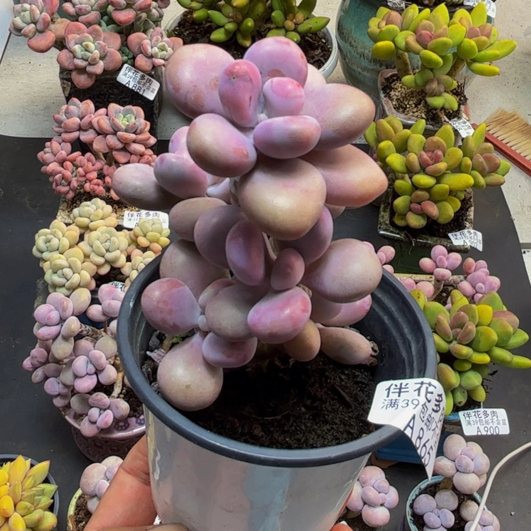 865腰子桃蛋树8cm多肉