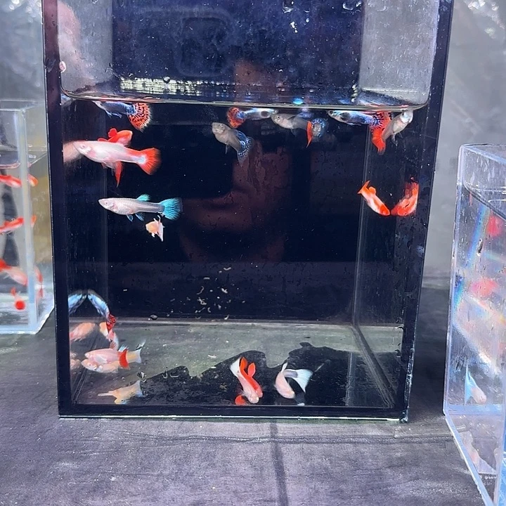 孔雀鱼孔雀混搭20条，