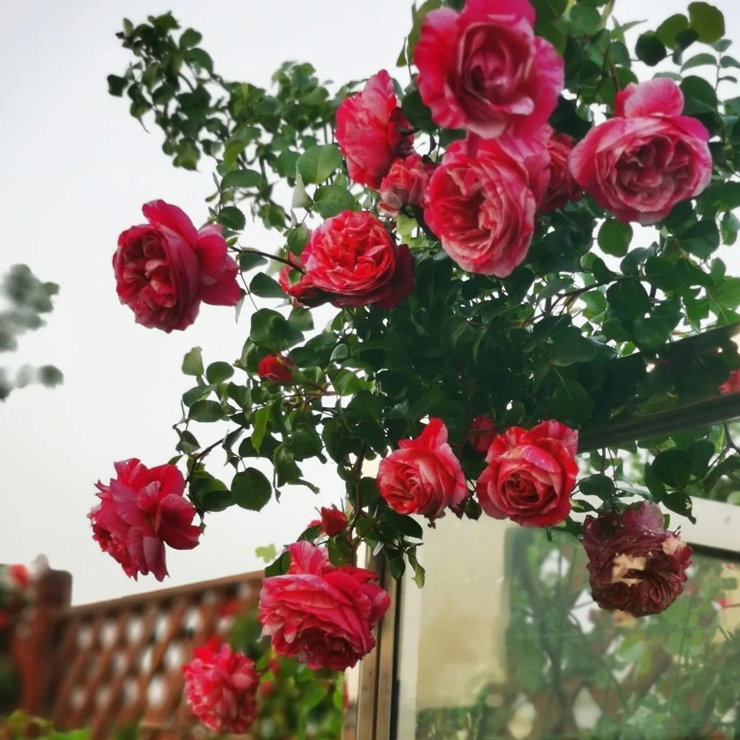 伊蕾莎斯特 爬藤月季带条纹的花朵藤本植物花卉庭院阳台庭院开花