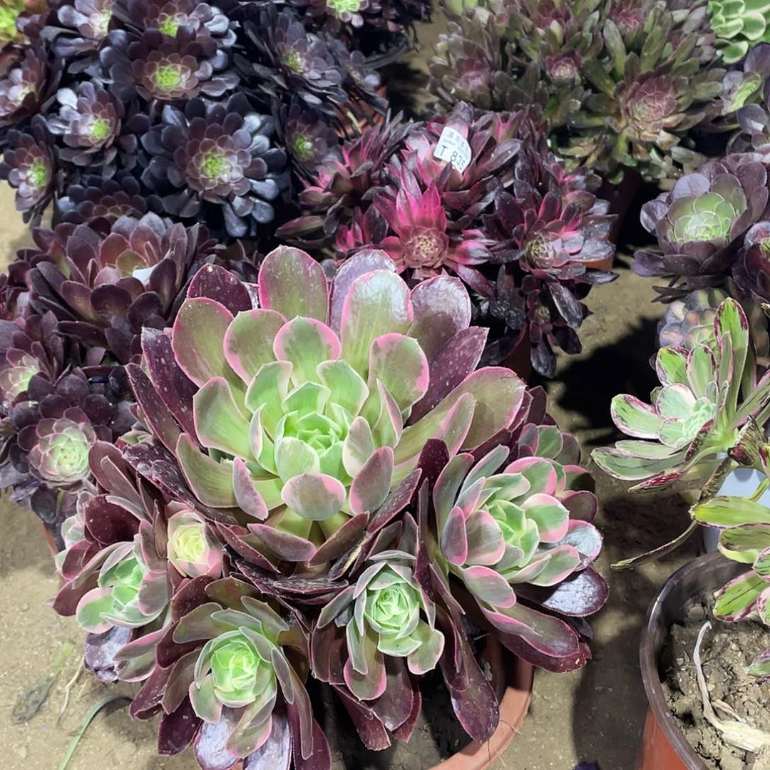 097女妖多肉法师断枝不包