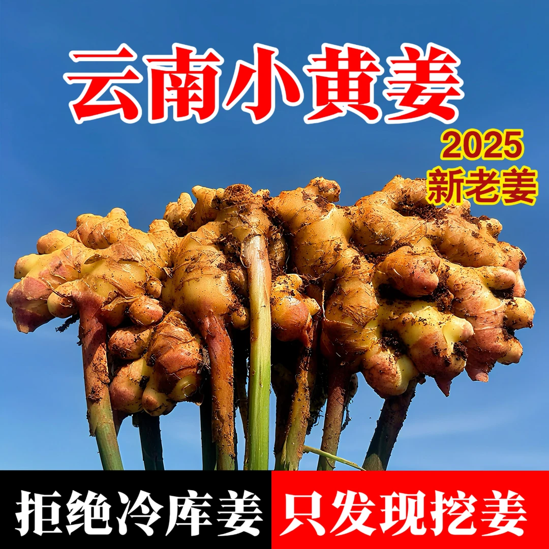 【产地直发】云南小黄姜香味浓郁辛辣够味新鲜现挖山地种植生姜