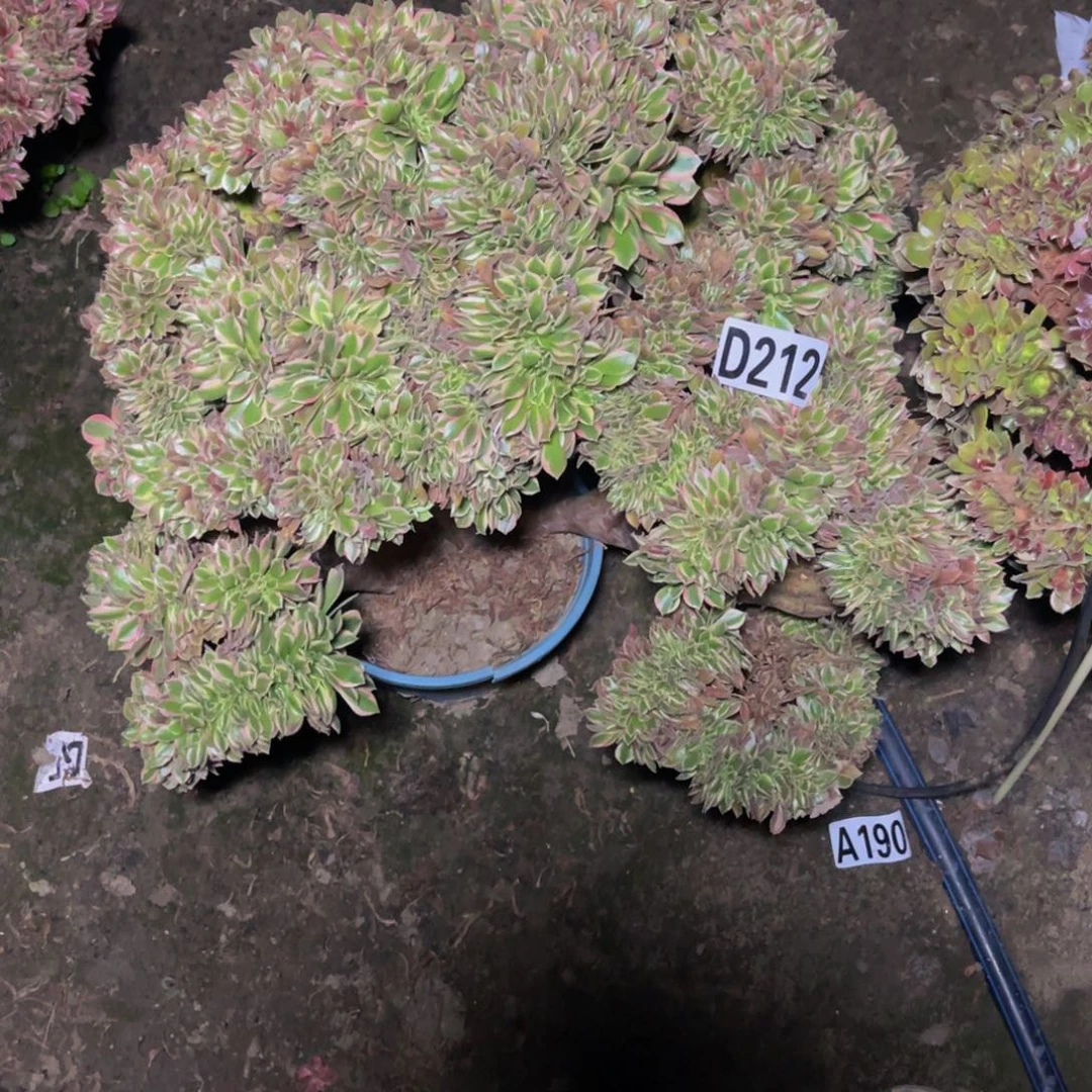 女神法师16///38包邮