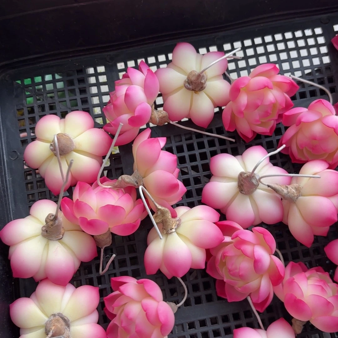 树脂制品11号噢噢噢哦哦