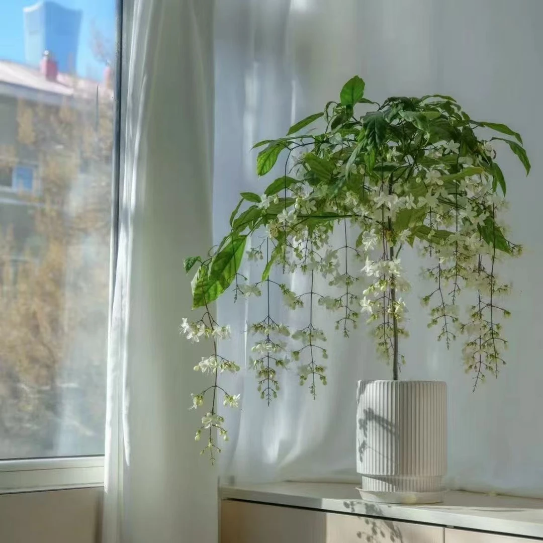 垂丝茉莉-京东包邮整高约80cm~100cm盆栽带花苞发货室内客厅花卉