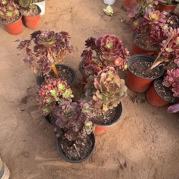 140多肉植物组合，