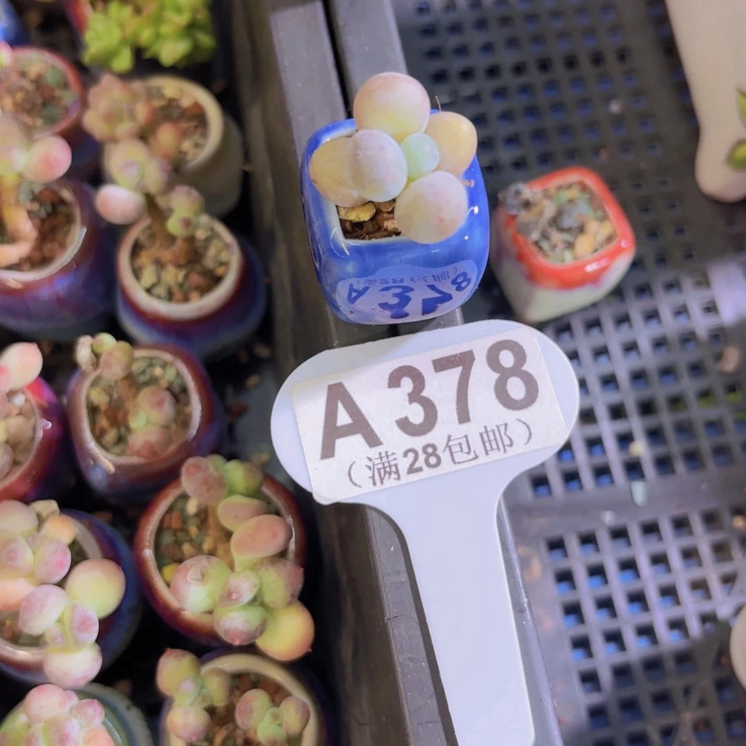 A378奶酪一物一拍