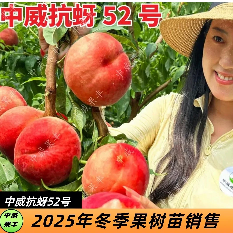 抗蚜52号白肉毛桃 6月中下旬 可大面积发展可做高品质精品桃种植