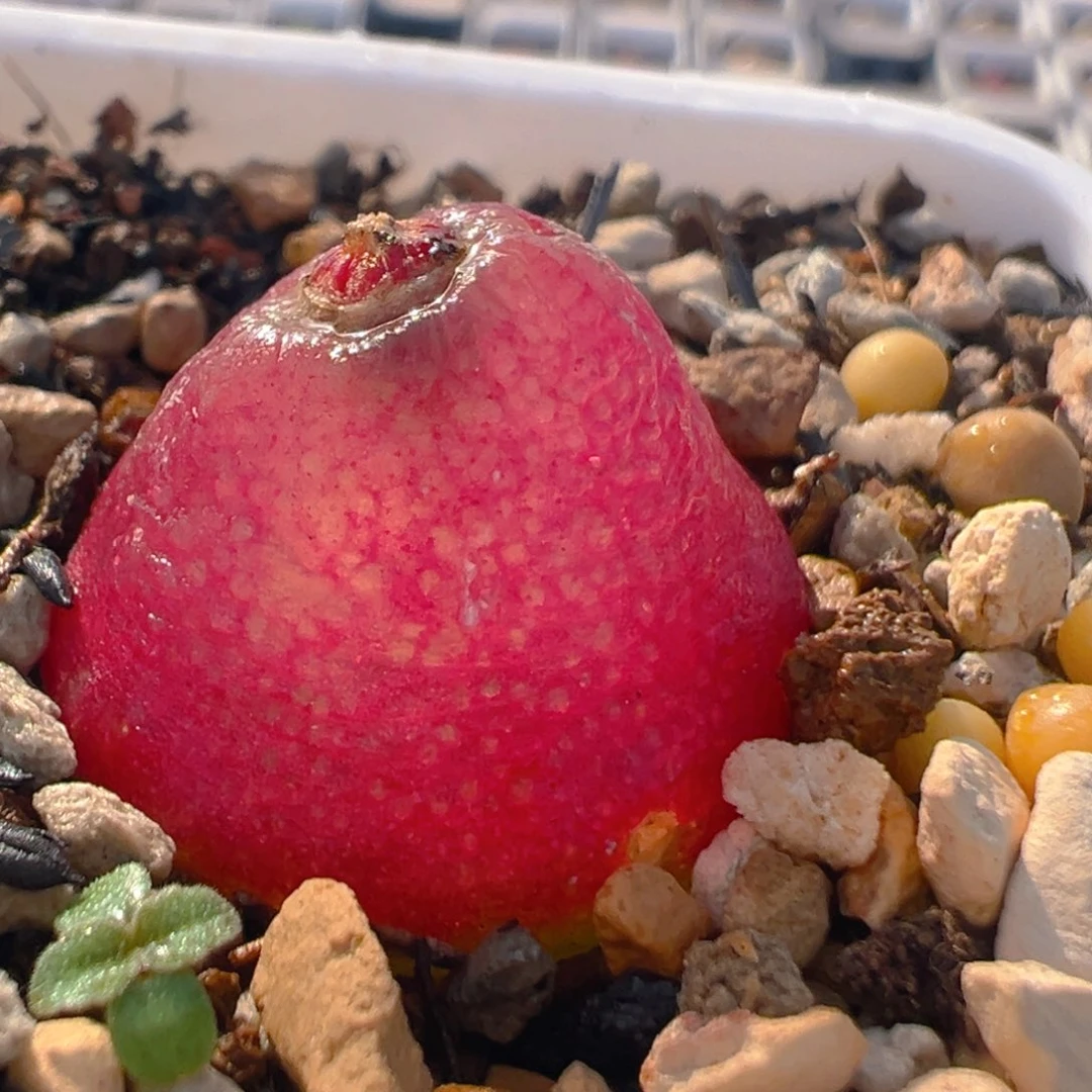 181多肉植物百科知识