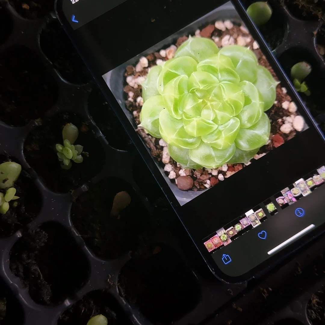 泼天芝麻一个满25包邮