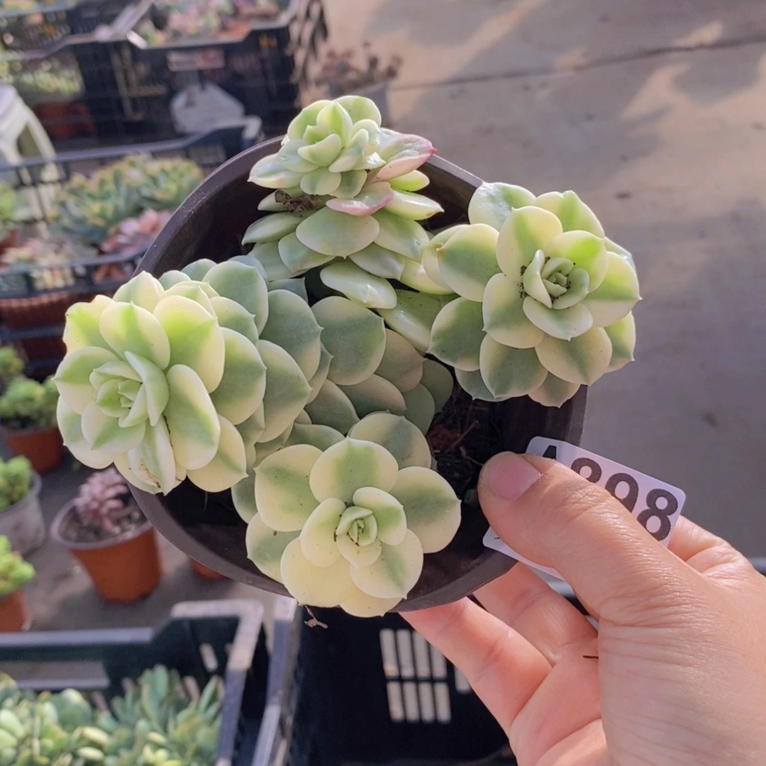 898蜡牡丹锦一物一拍