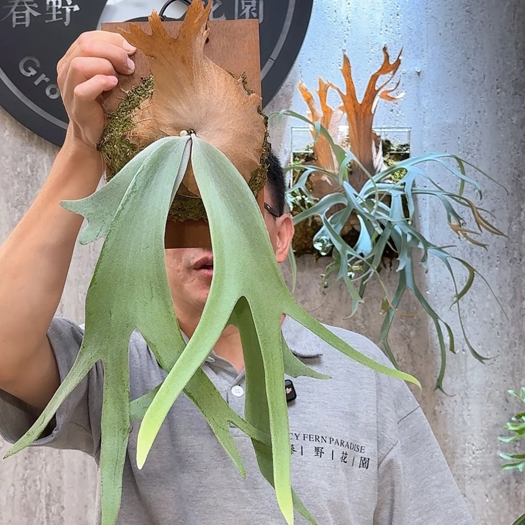 完全开放爪哇孢播鹿角蕨