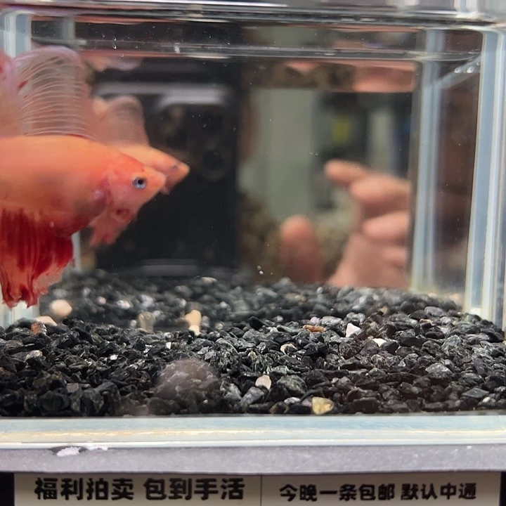 斗鱼竞拍跑单拉黑25日7