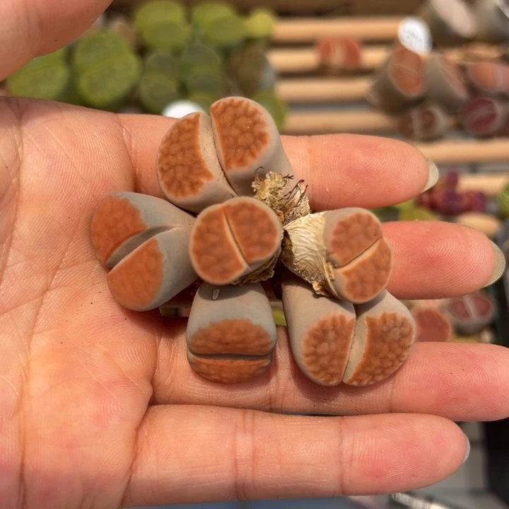 25128冰橙模特福利