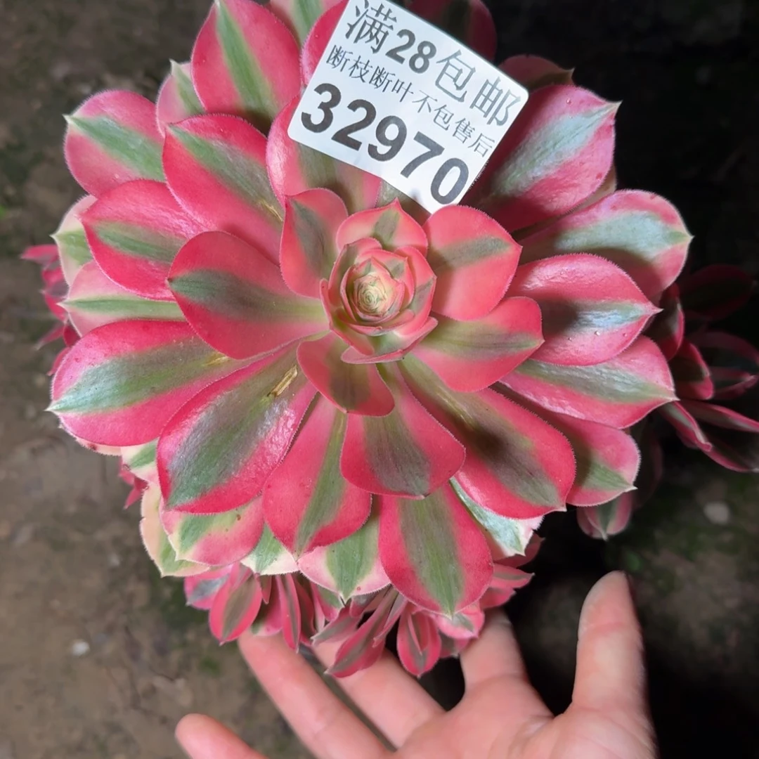 32970女巫不包断枝