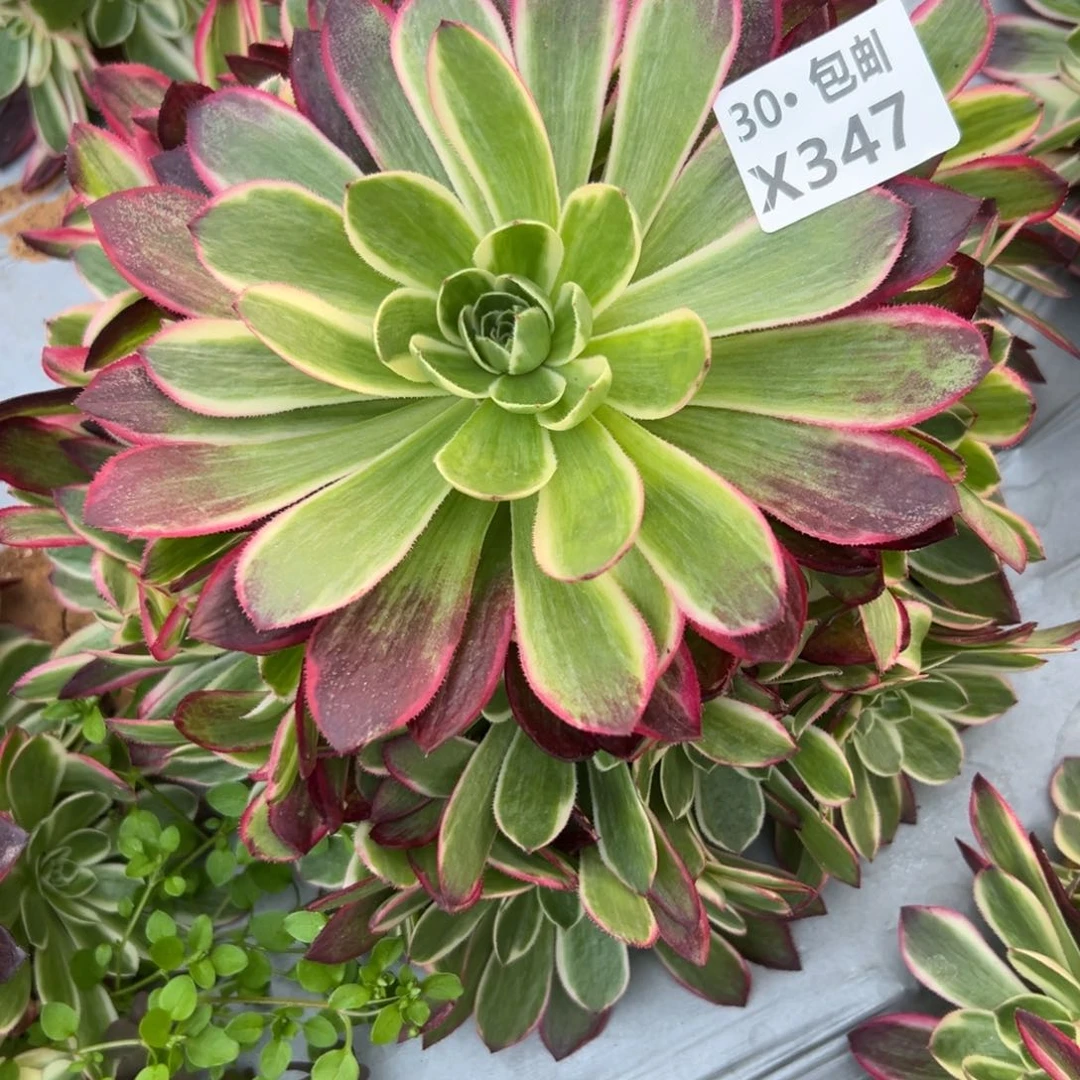 347海王，多肉法师