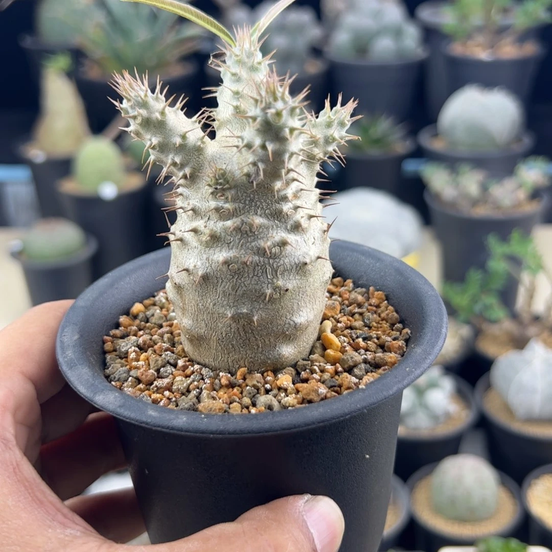 大***图象牙宫实生一物一拍