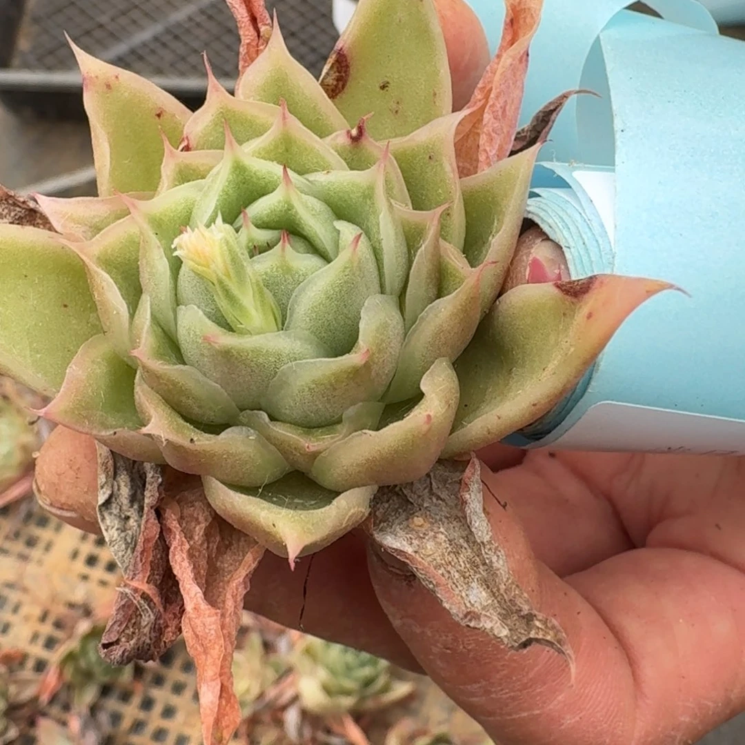 多肉杂交一物一拍17-135