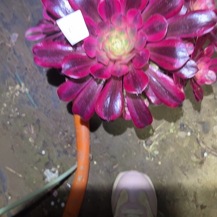 薇*多肉法师植物链接73