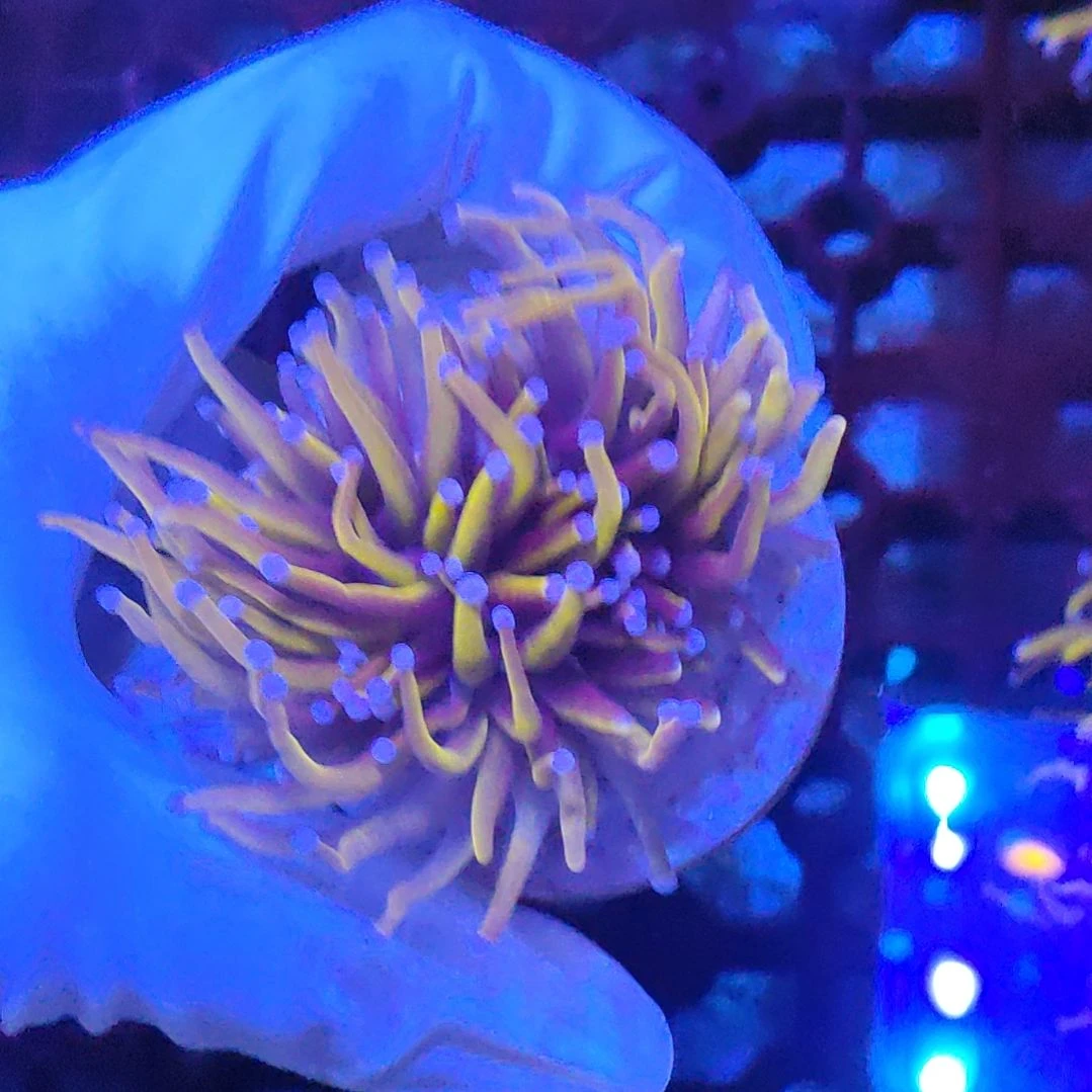 智海珊瑚链接 活体不支持退货