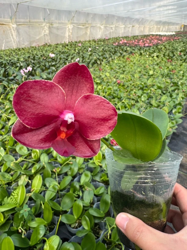 【美杜莎】蝴蝶兰 3.0寸杯 未开花带花剑