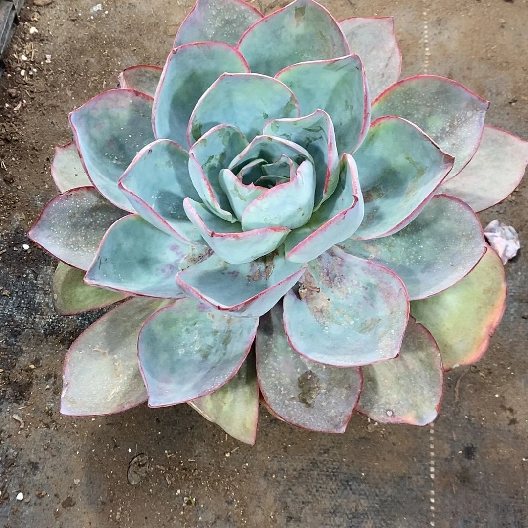 梦*玉5180大蓝光1颗多肉植物