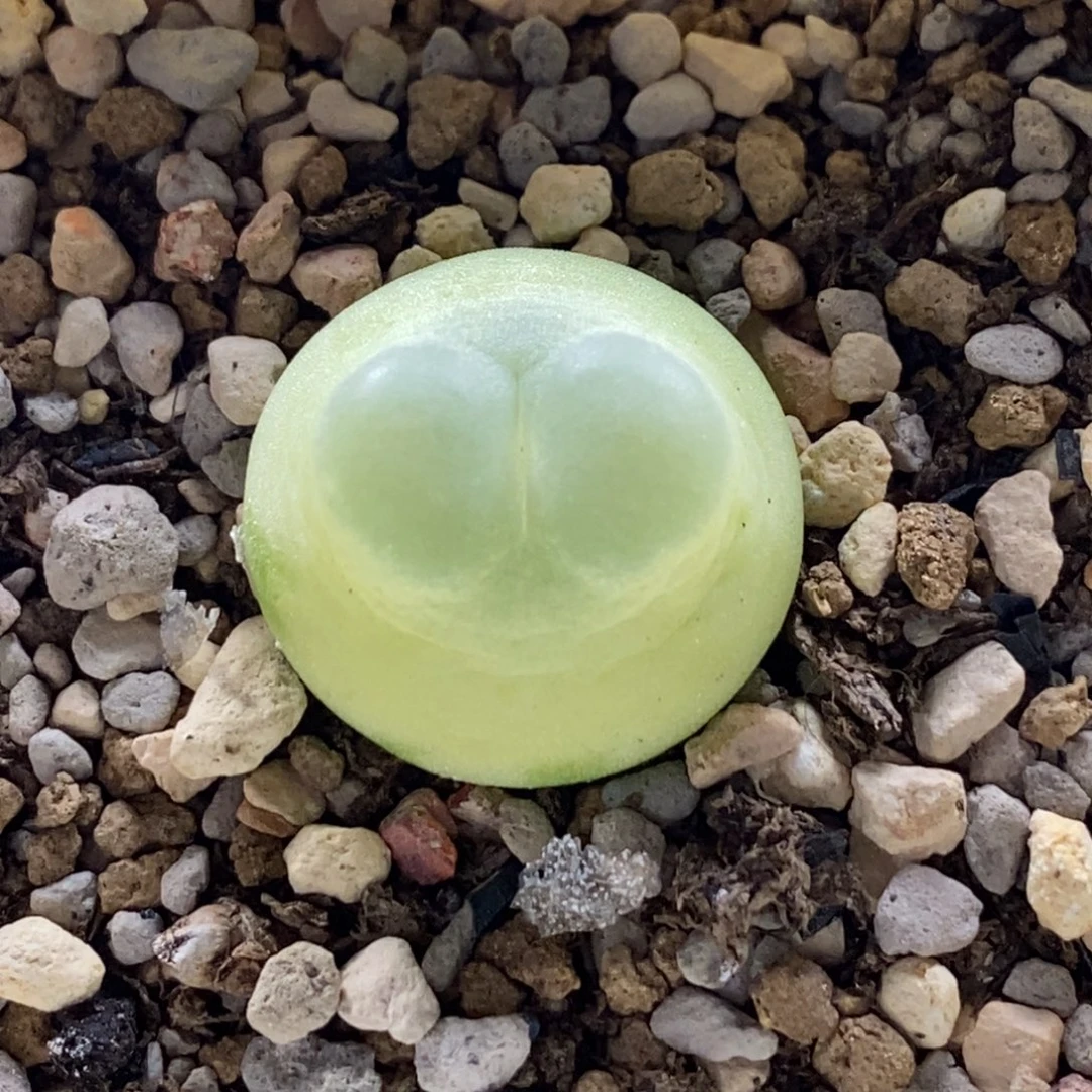 可爱登登子可爱登登子