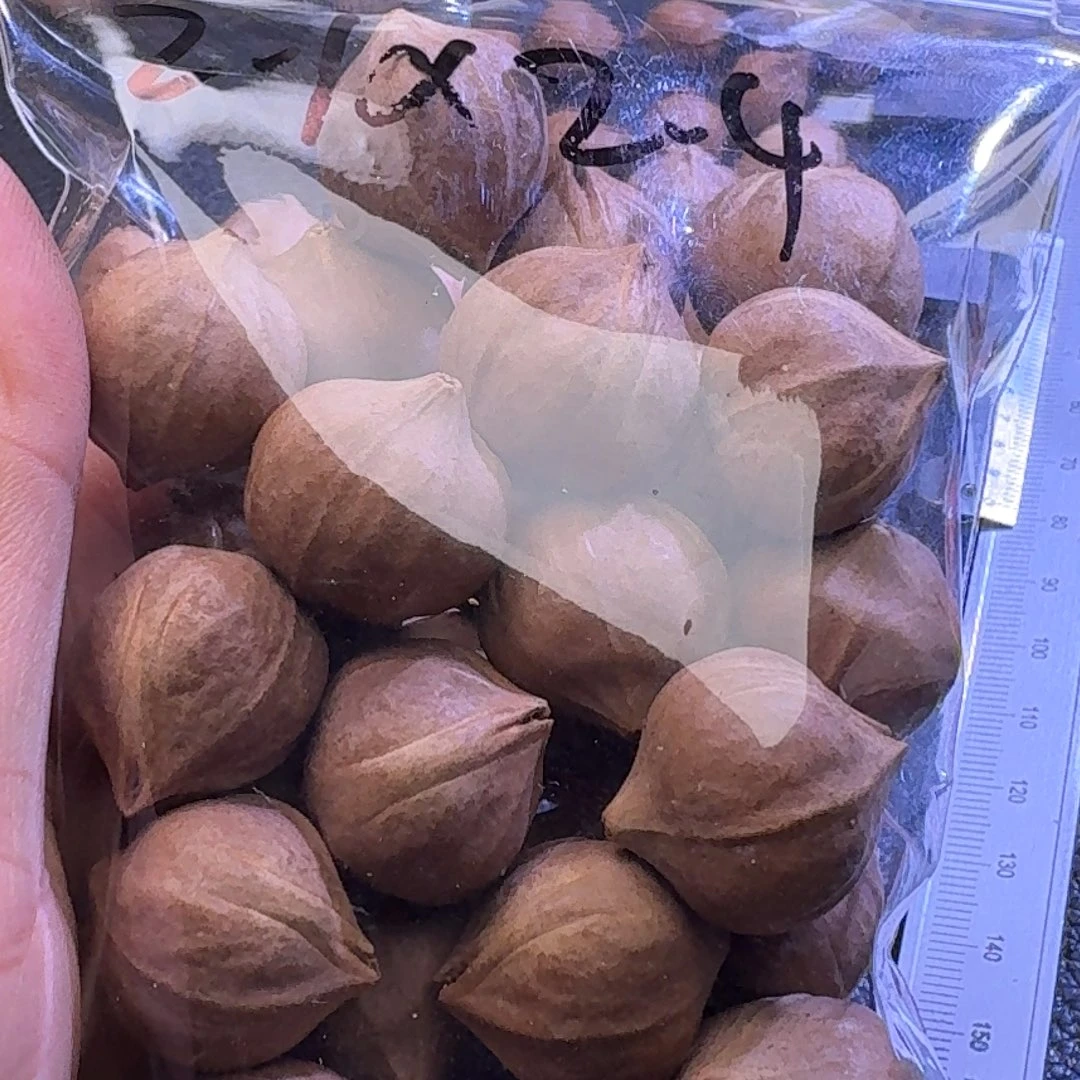 垂***者手串/手链橄榄核1