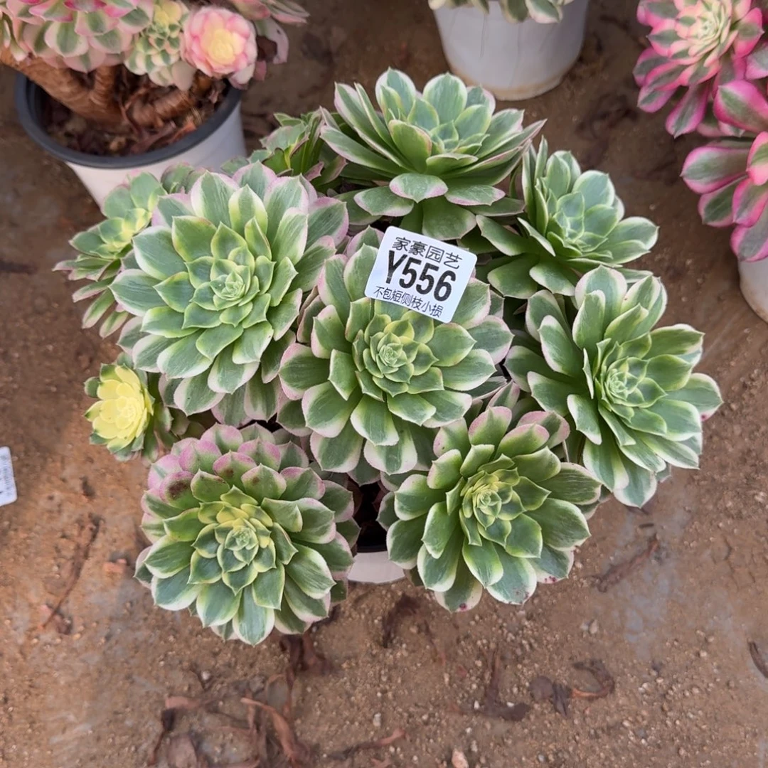 556海王官服28左右2